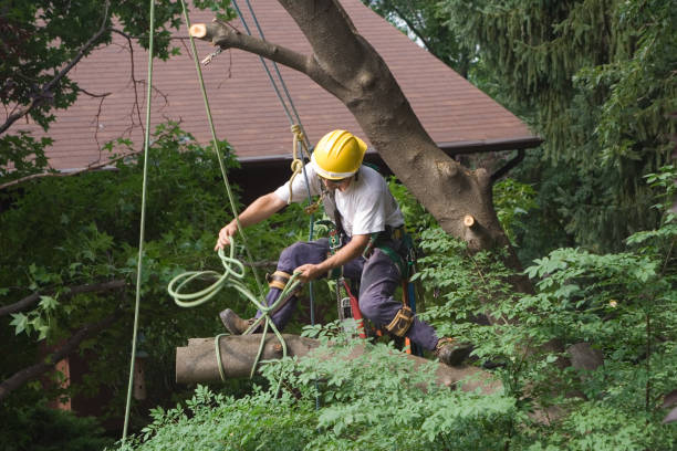 Best Lawn Renovation and Restoration  in South Huntington, NY