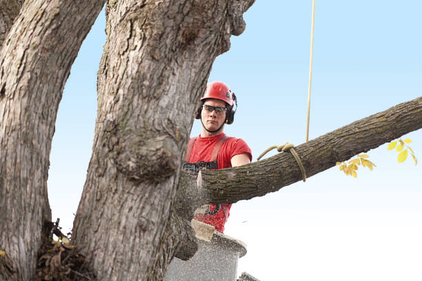 How Our Tree Care Process Works  in  South Huntington, NY